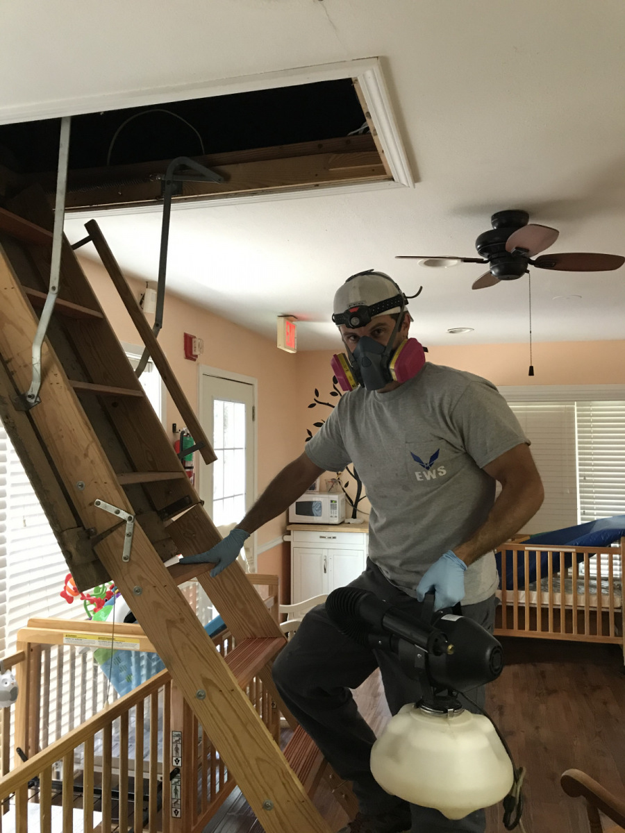 Getting rid of bats in Attic - Residential Bat Removal - Elite Wildlife Services