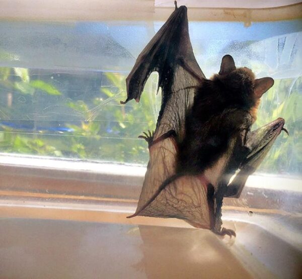 Houston Bat Removal - Bat Removal in Houston - Elite Wildlife Services