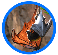 bat removal near me - Elite Wildlife Services