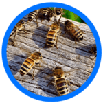 Bees - Bee Removal Services in Houston, TX