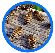 Bees - Bee Removal Services in Houston, TX