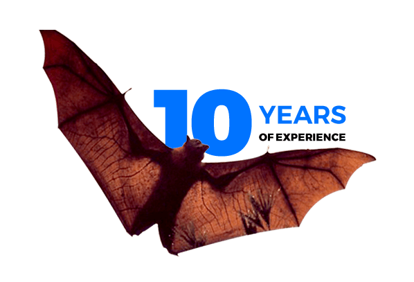 Over 10 Years of experience in Bat Removal Services - Elite Wildlife Services