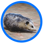 oppossum removal near me - Houston opossum removal services - Elite Wildlife Services