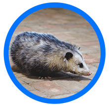 oppossum removal near me - Houston opossum removal services - Elite Wildlife Services