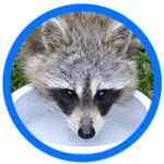 raccoon removal near me - Elite Wildlife Services