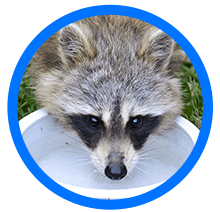 raccoon removal near me - Elite Wildlife Services