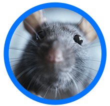 rat removal near me - rat exterminator - Elite Wildlife Services