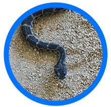 Snakes - Dangers of snakes on your property - Snake Removal Services - Elite Wildlife Services