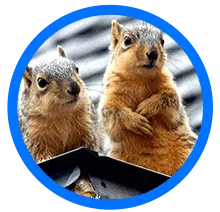 squirrel removal near me - Elite Wildlife Services