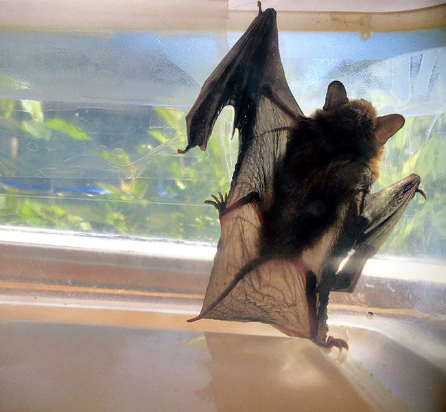 1bat