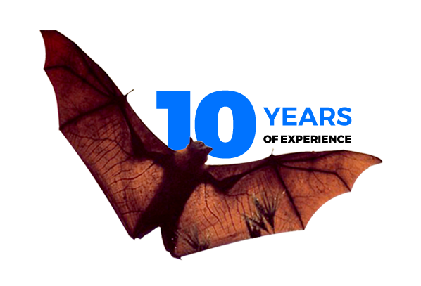 exp-2 Over 10 Years of experience in Bat Removal Services - Elite Wildlife Services