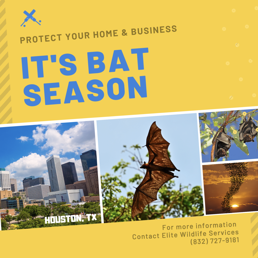 Bat Season in Houston - Bat Removal Services from Elite Wildlife Services