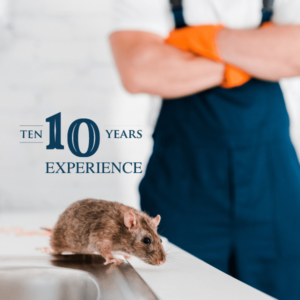 10 Years of Experience in Bat Removal Services 10 Years of Experience in Bat Removal Services
