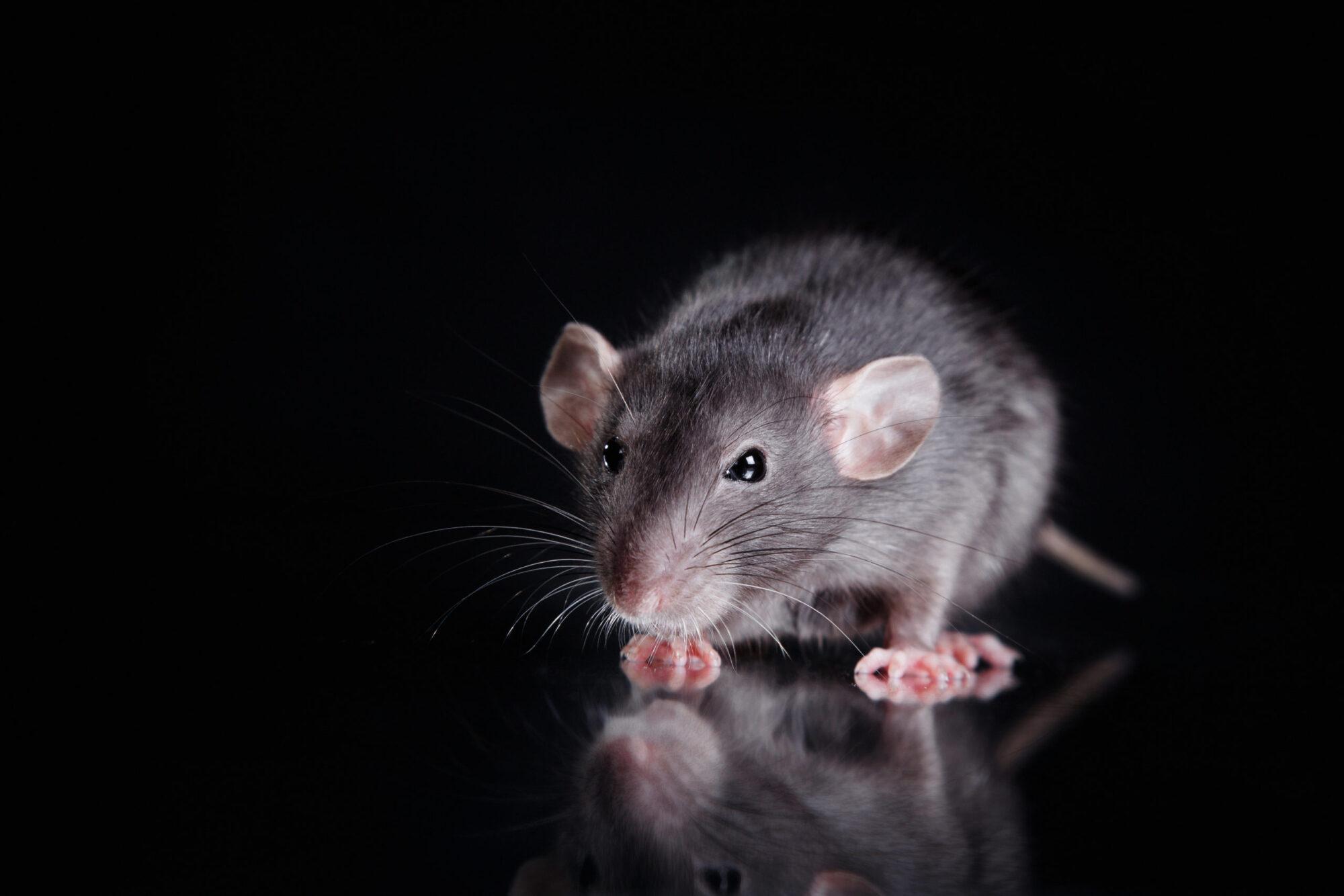 Rat Season - Rat Removal Services in Houston - Elite Wildlife Services