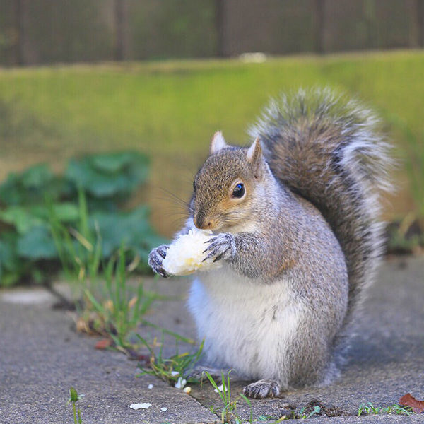 1squirrel-650x600 Squirrel Removal Services - 10 Years Experience - Elite Wildlife Services