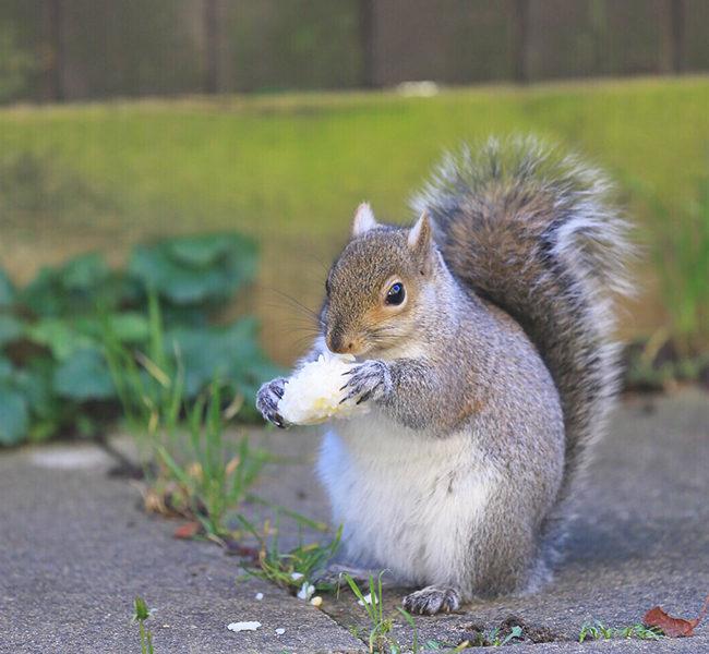 Squirrel Removal Services - 10 Years Experience - Elite Wildlife Services