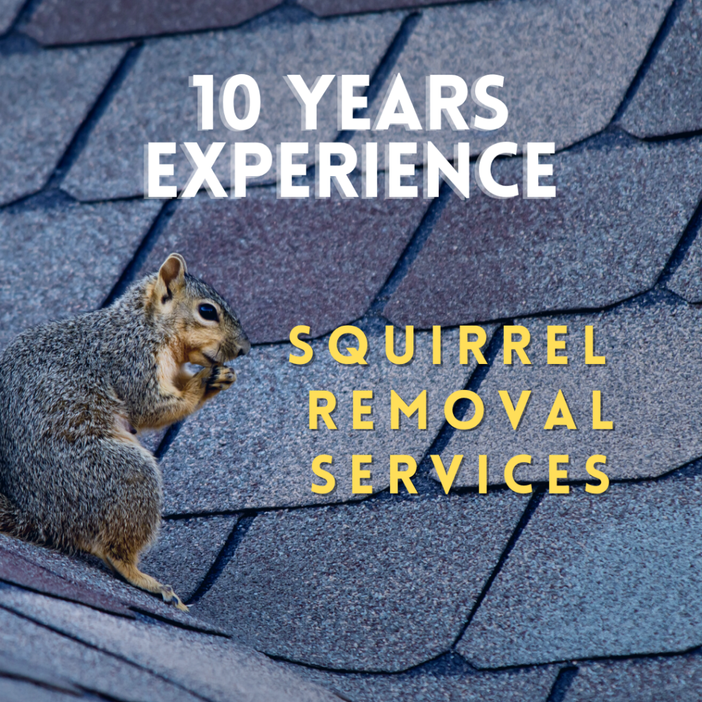Squirrel Removal Services - 10 Years Experience