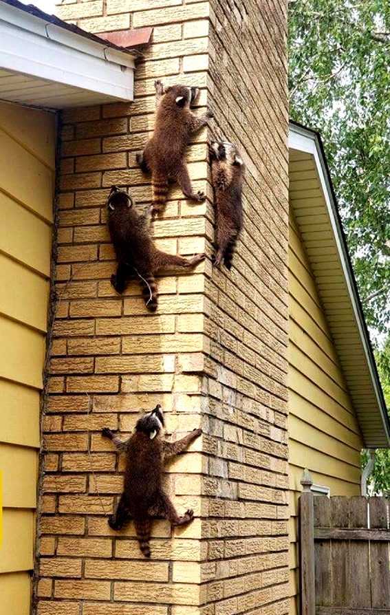 wall