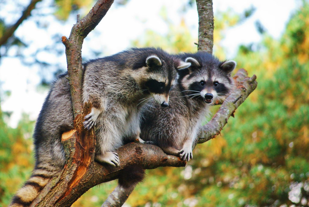 Raccoons Have Got to Go | Raccoon Removal | Elite Wildlife Services
