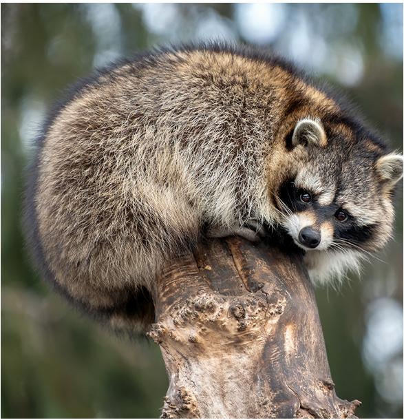 Raccoon Removal Houston | Raccoon Removal Near Me | $100 Off