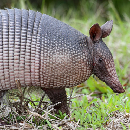 How to Get rid of an Armadillo Invasion - Elite Wildlife Service How to Get rid of an Armadillo Invasion - Elite Wildlife Service