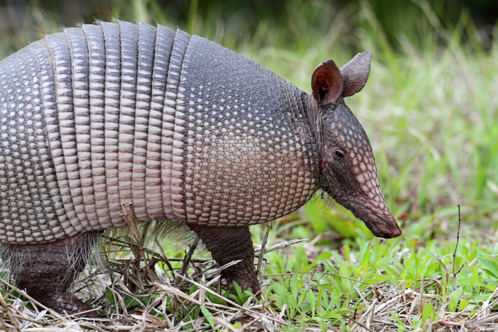 How to Get rid of an Armadillo Invasion - Elite Wildlife Service