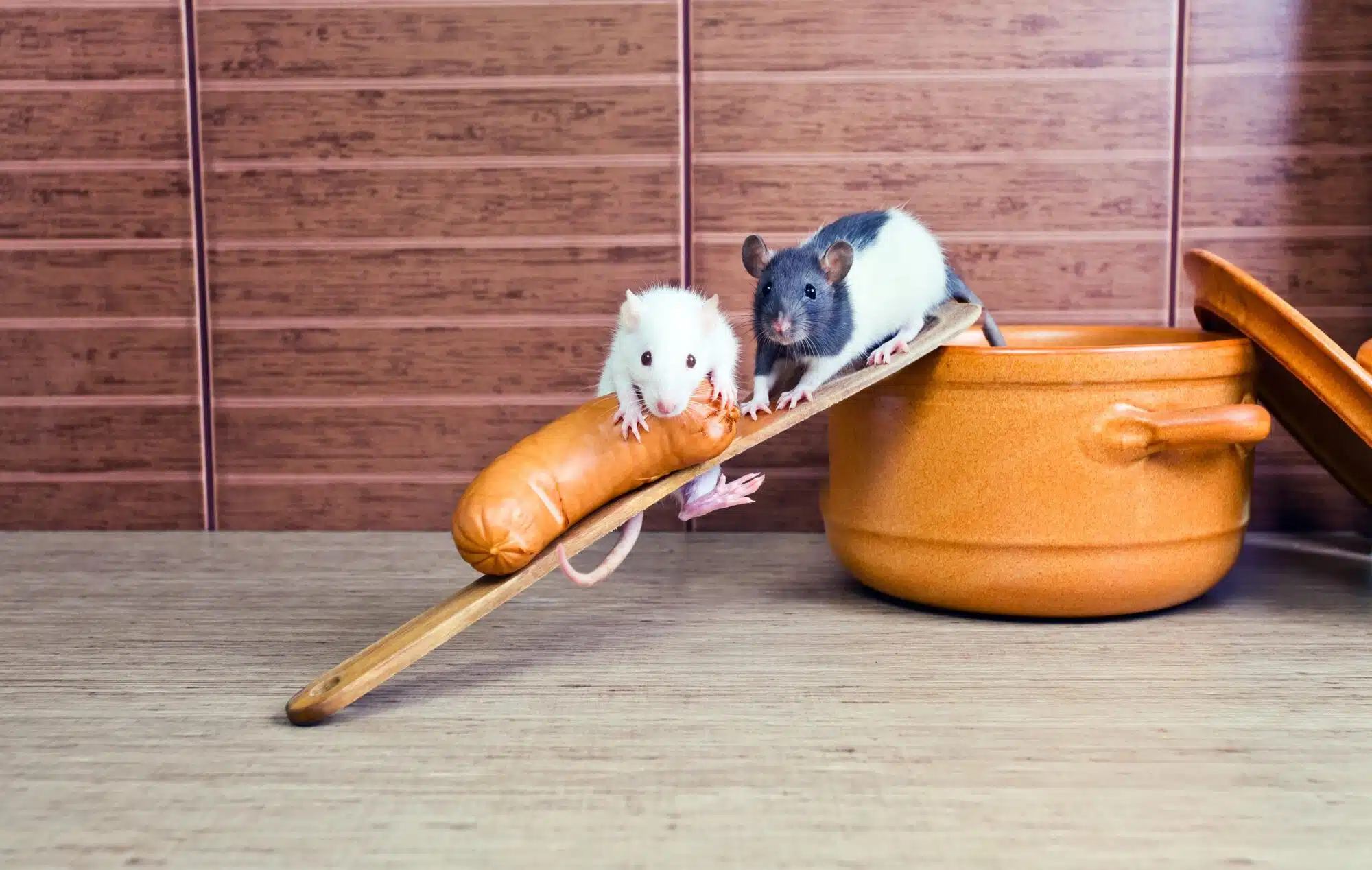 Removal Services - Rat Removal - Rat Exterminator - Elite Wildlife Services