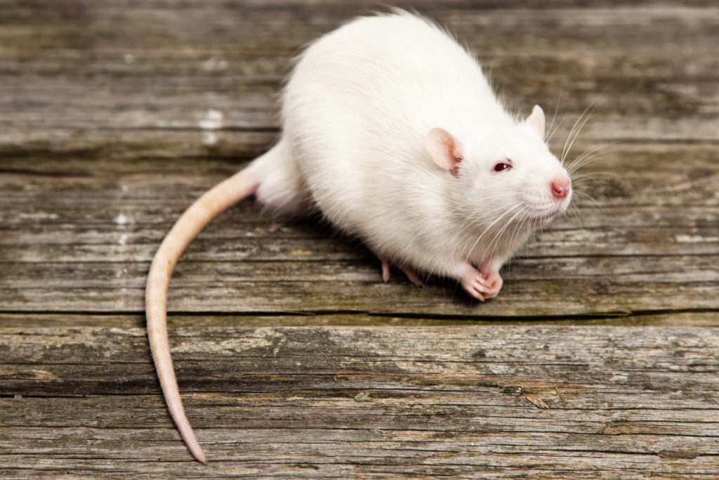 Are Rats Dangerous? Rat Removal Services - What You Need To Know - Elite Wildlife Services