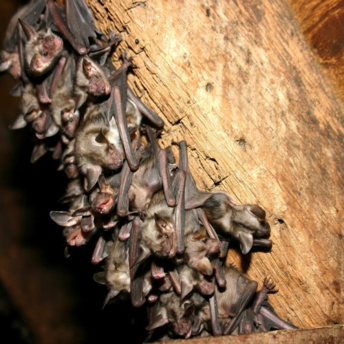 Is it ok to leave bats in the attic - bat removal - Elite Wildlife Services Is it ok to leave bats in the attic - bat removal - Elite Wildlife Services