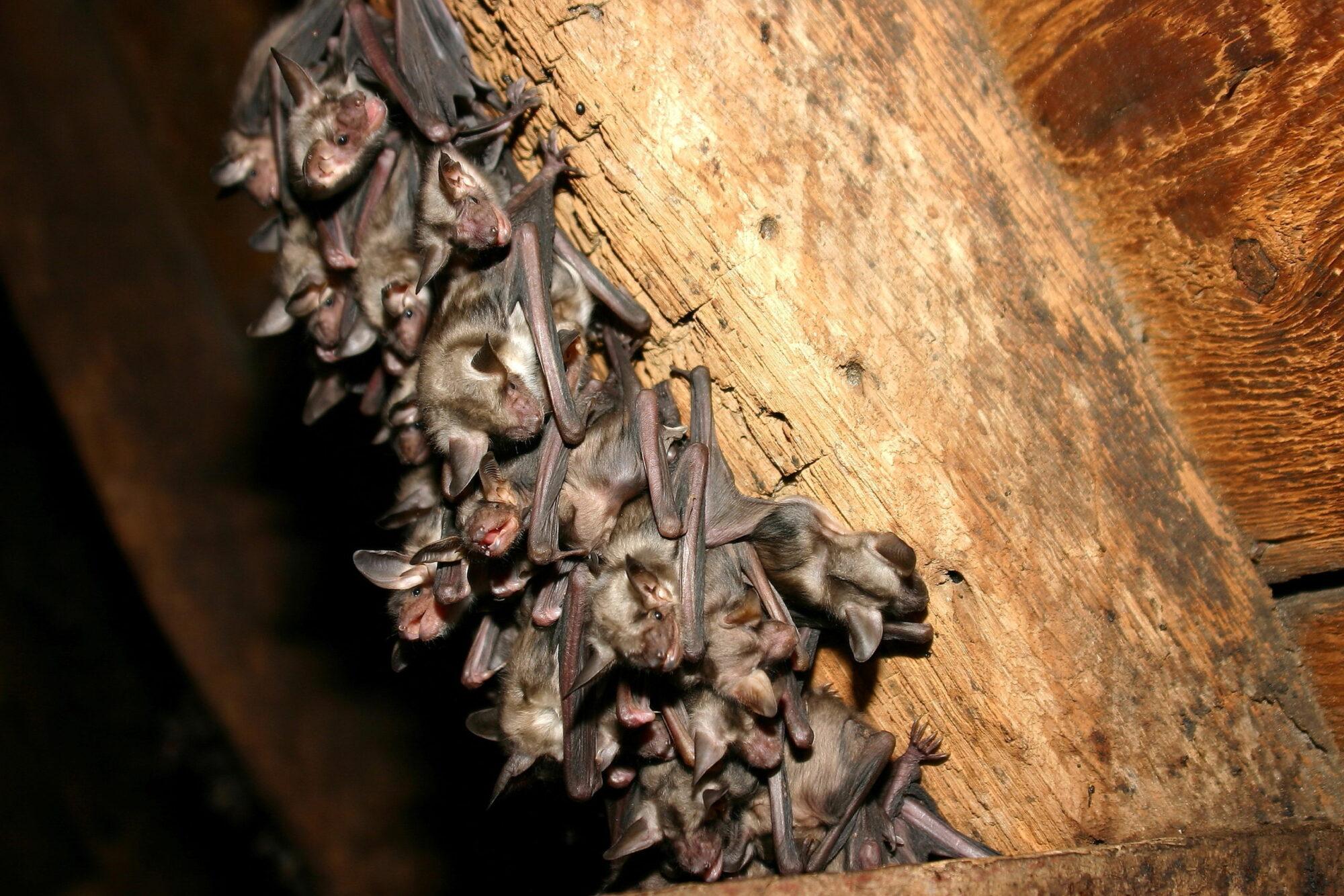 Is it ok to leave bats in the attic - bat removal services in houston - Elite Wildlife Services