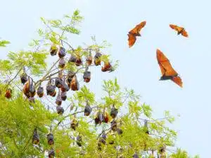 How to make your home less attractive to bats - Bat Removal Houston - Elite Wildlife Services