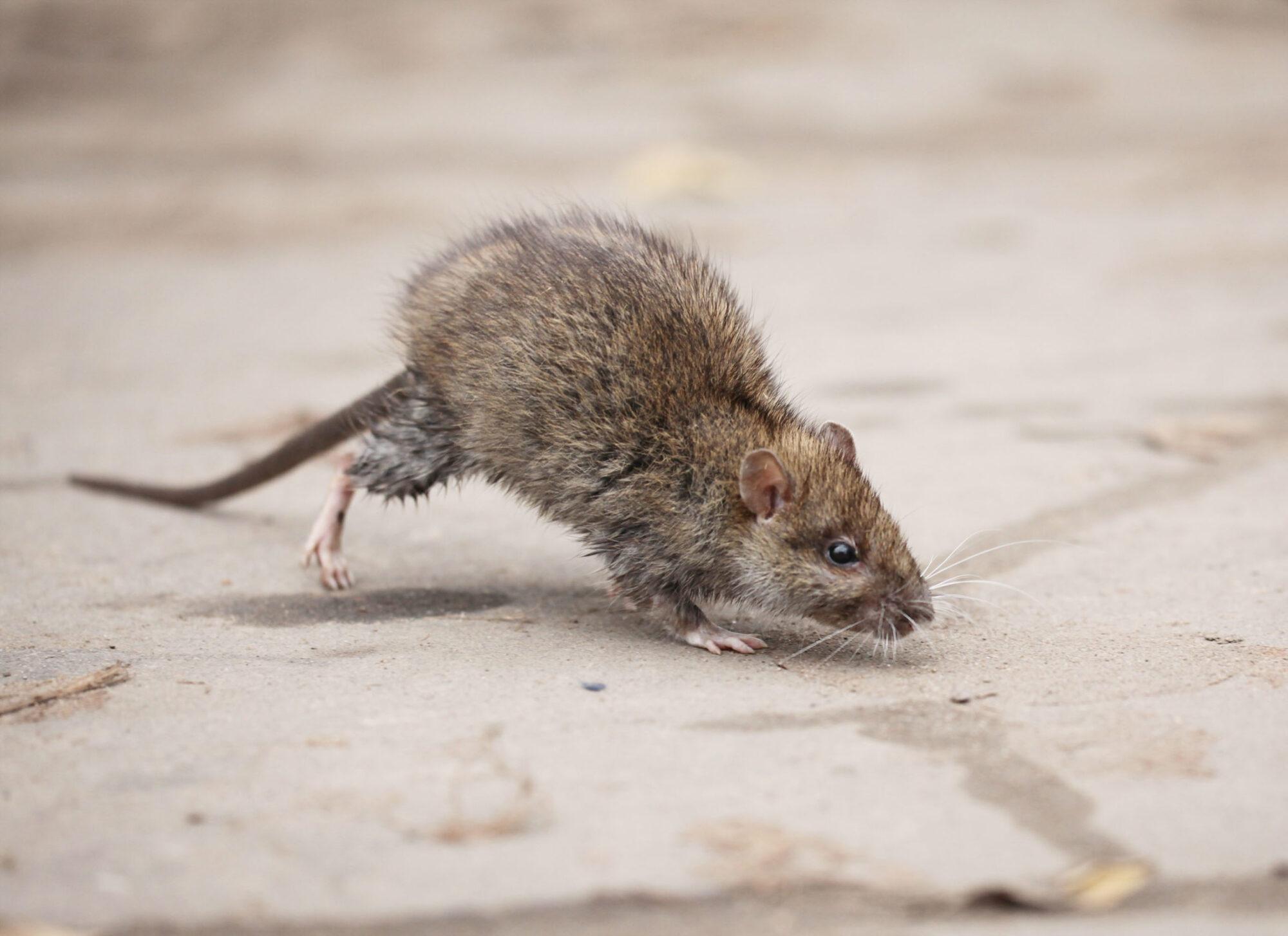 Getting Rid of Roof Rats in Houston - Rat Removal Services - Elite Wildlife Services