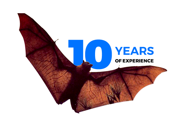 exp-2 Over 10 Years of experience in Bat Removal Services - Elite Wildlife Services