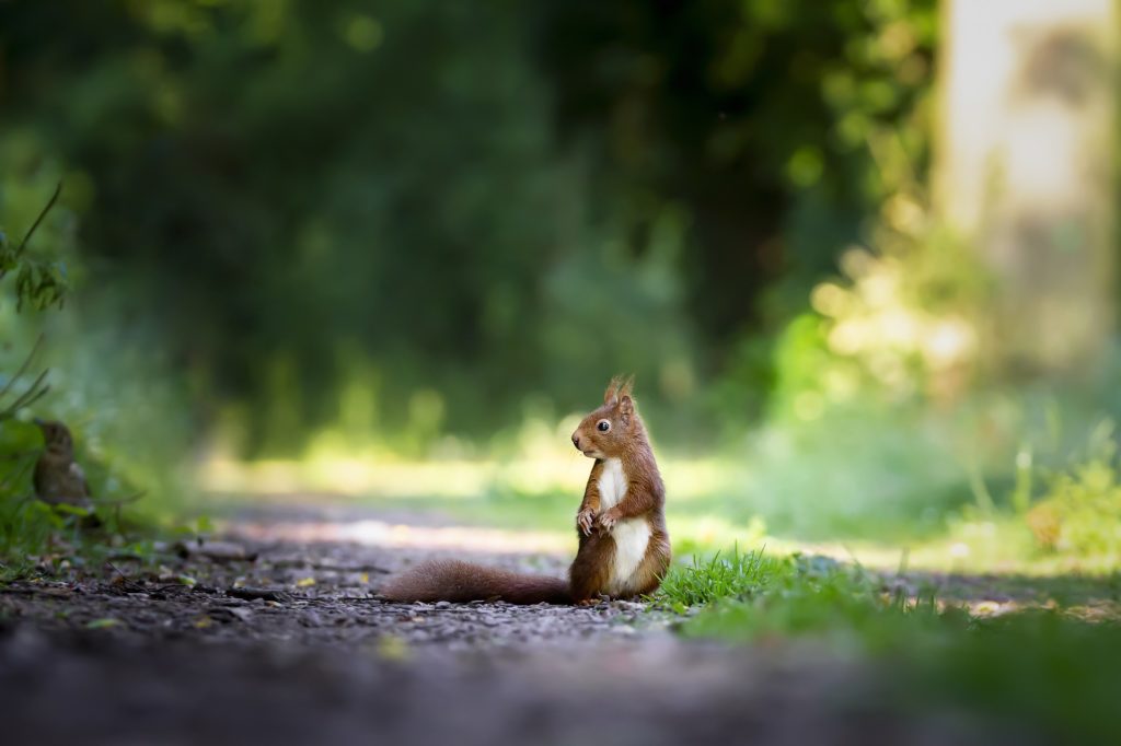 Getting Rid of Squirrels in Houston - September is squirrel season - Elite Wildlife Services