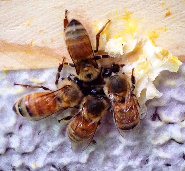 1honeybee
