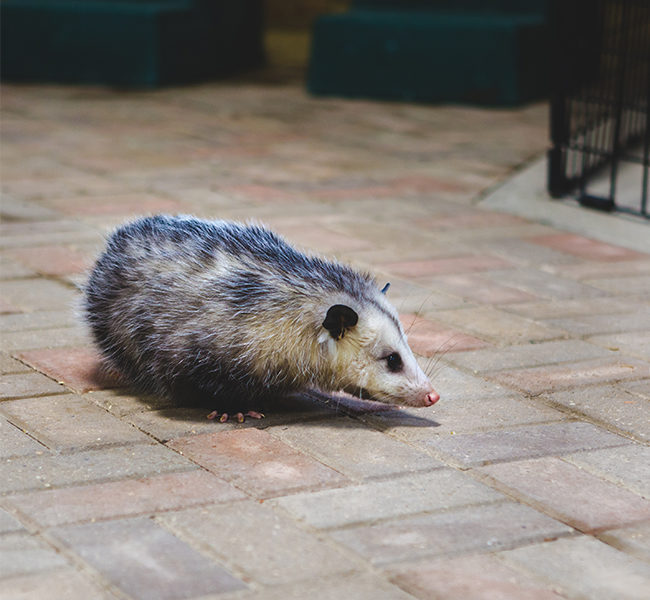 1oppossum
