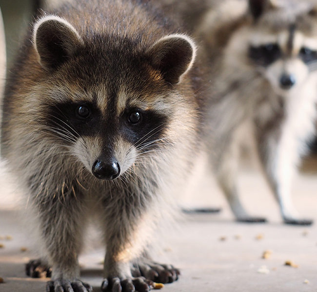 1raccoon