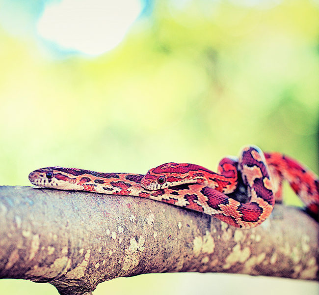 1snakes