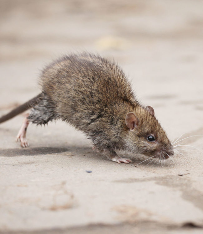 Getting Rid of Roof Rats in Houston - Rat Removal Services - Elite Wildlife Services