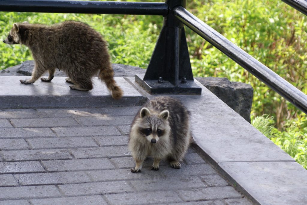 Racoons on roof - Raccoon Removal Services Raccoons on roof - Houston Raccoon Removal Services - Elite Wildlife Services