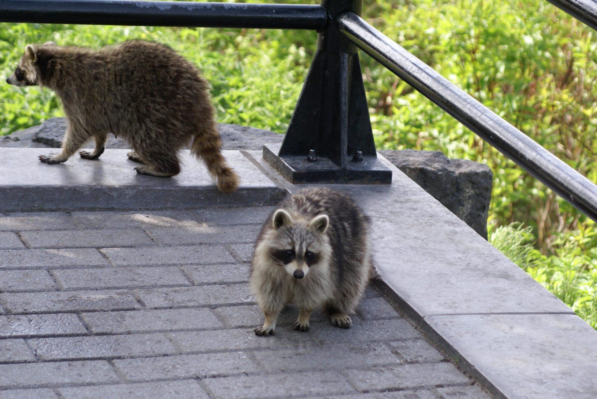 Raccoons on roof - Raccoon Trapping - Houston Raccoon Removal Services - Elite Wildlife Services