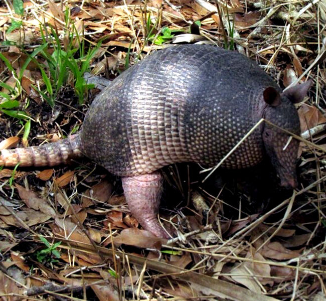armadillo