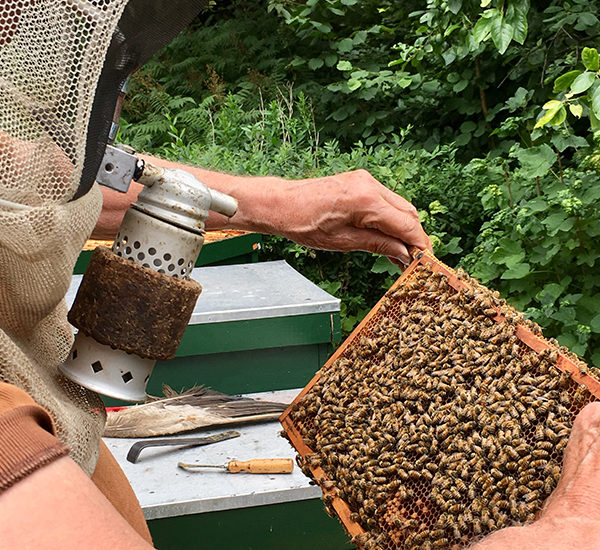 graphic-bee