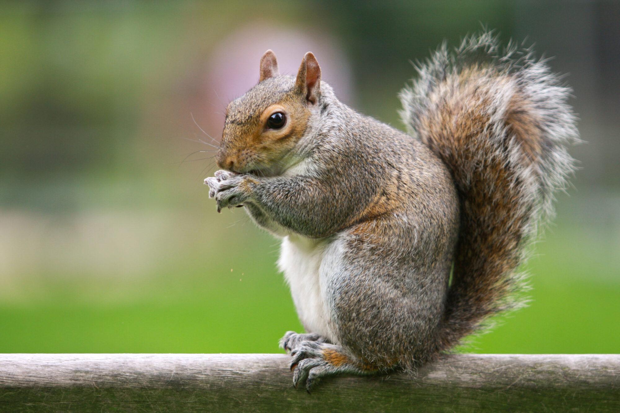 Squirrels in attic? Squirrel Removal in Houston - Elite Wildlife Services