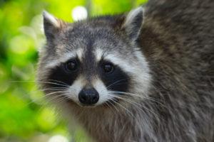 racoon