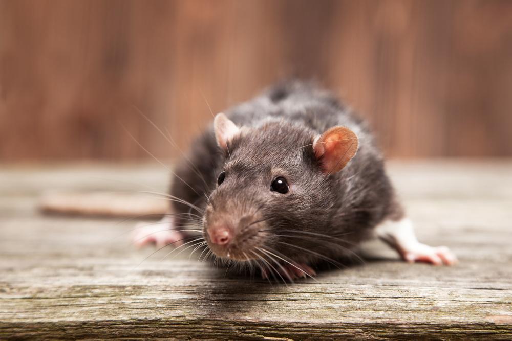 Are Rats Becoming Resistant to Poison?