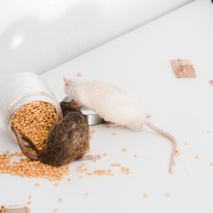 What You Need To Know About Preventing Rodent Infestations - Rodent Control - Rodent Removal Houston - Elite Wildlife Services