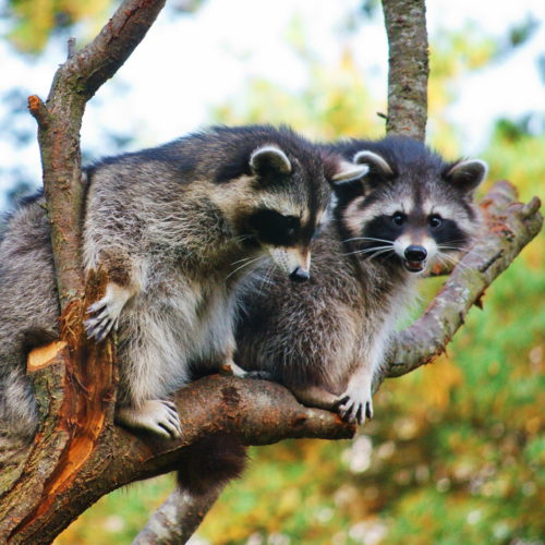 What You Should Know About Raccoons - Elite Wildlife Services 