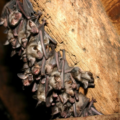 Is it ok to leave bats in the attic - bat removal - Elite Wildlife Services