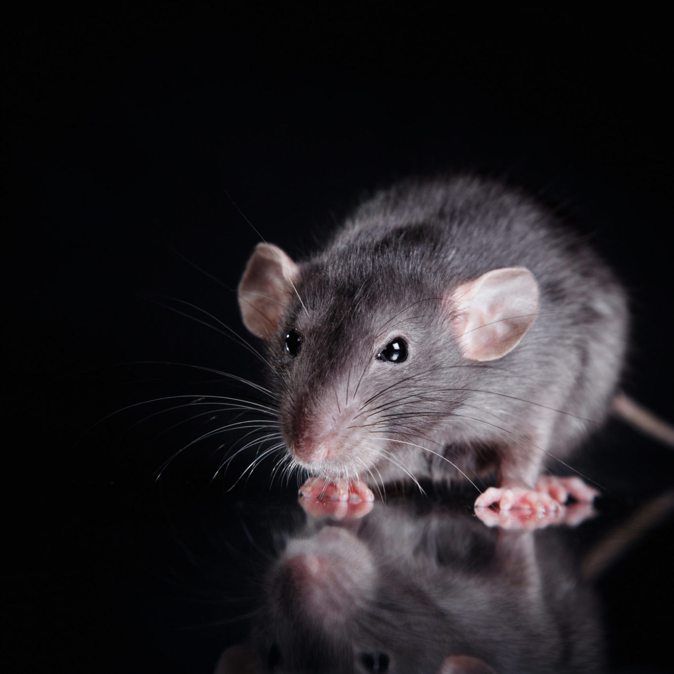 Туляремия мыши. Rattus Rattus чёрная крыса. Белая крыса с голубыми глазами. Крыса черно белая. Белая крыса с черными глазами.